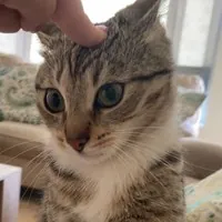 Gata de olhos verdes recebendo carinho